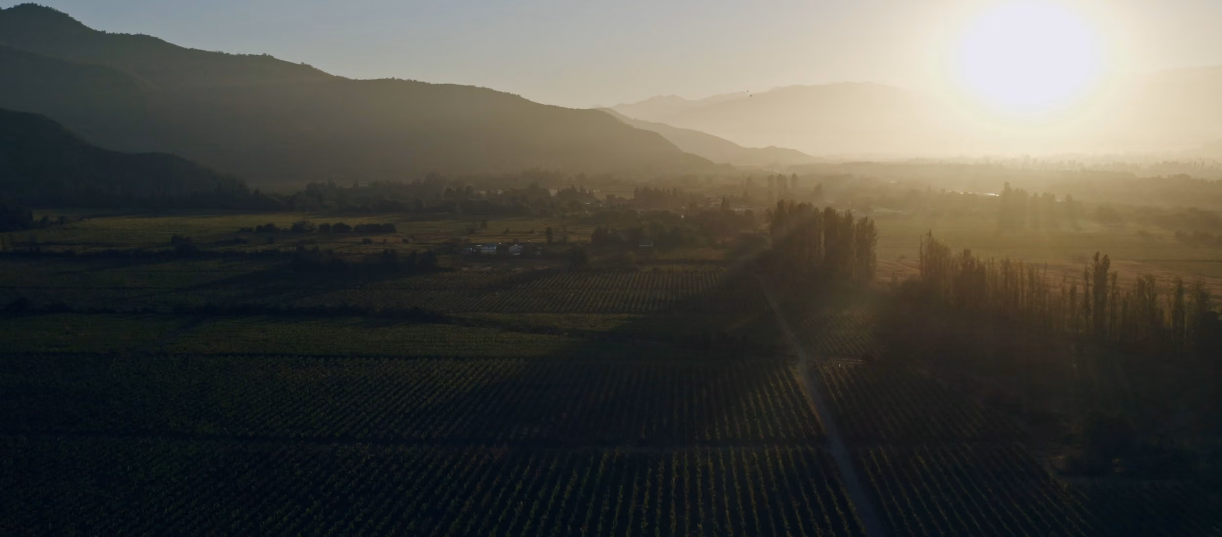 Valle de viñedos a la hora dorada