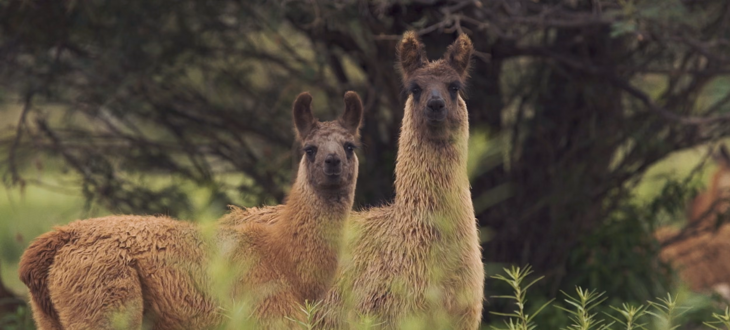 Dos llamas entre la vegetación, mirando a cámara