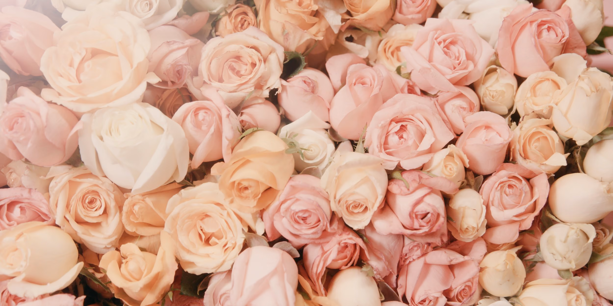 Lecho de rosas rosadas llenando el encuadre