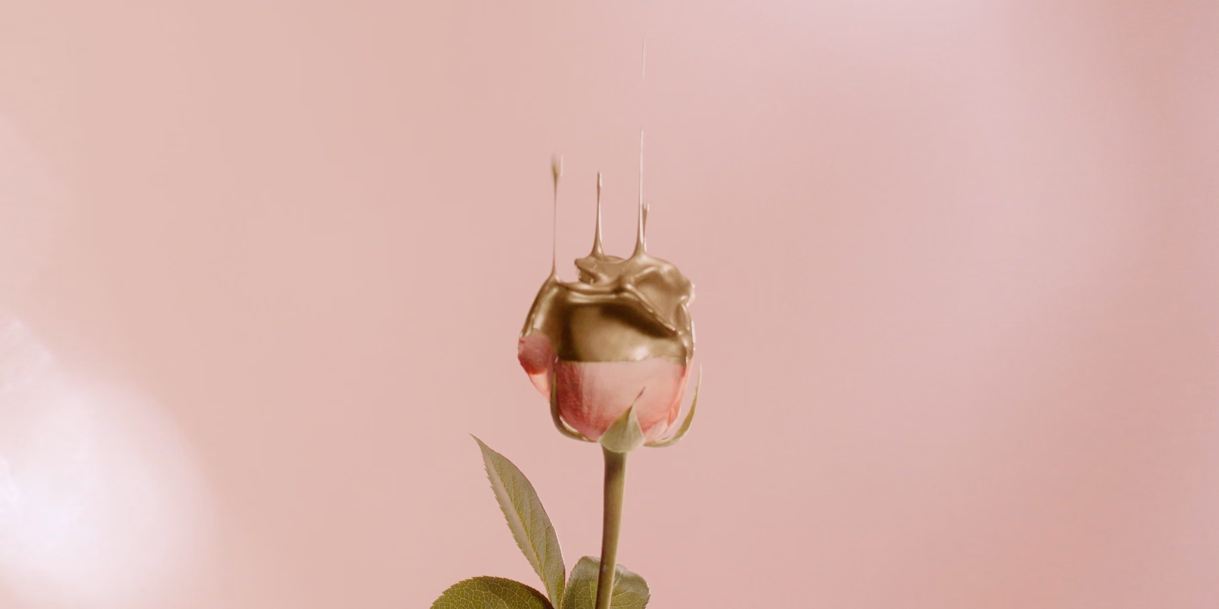 Una sola rosa rosada sobre fondo rosa